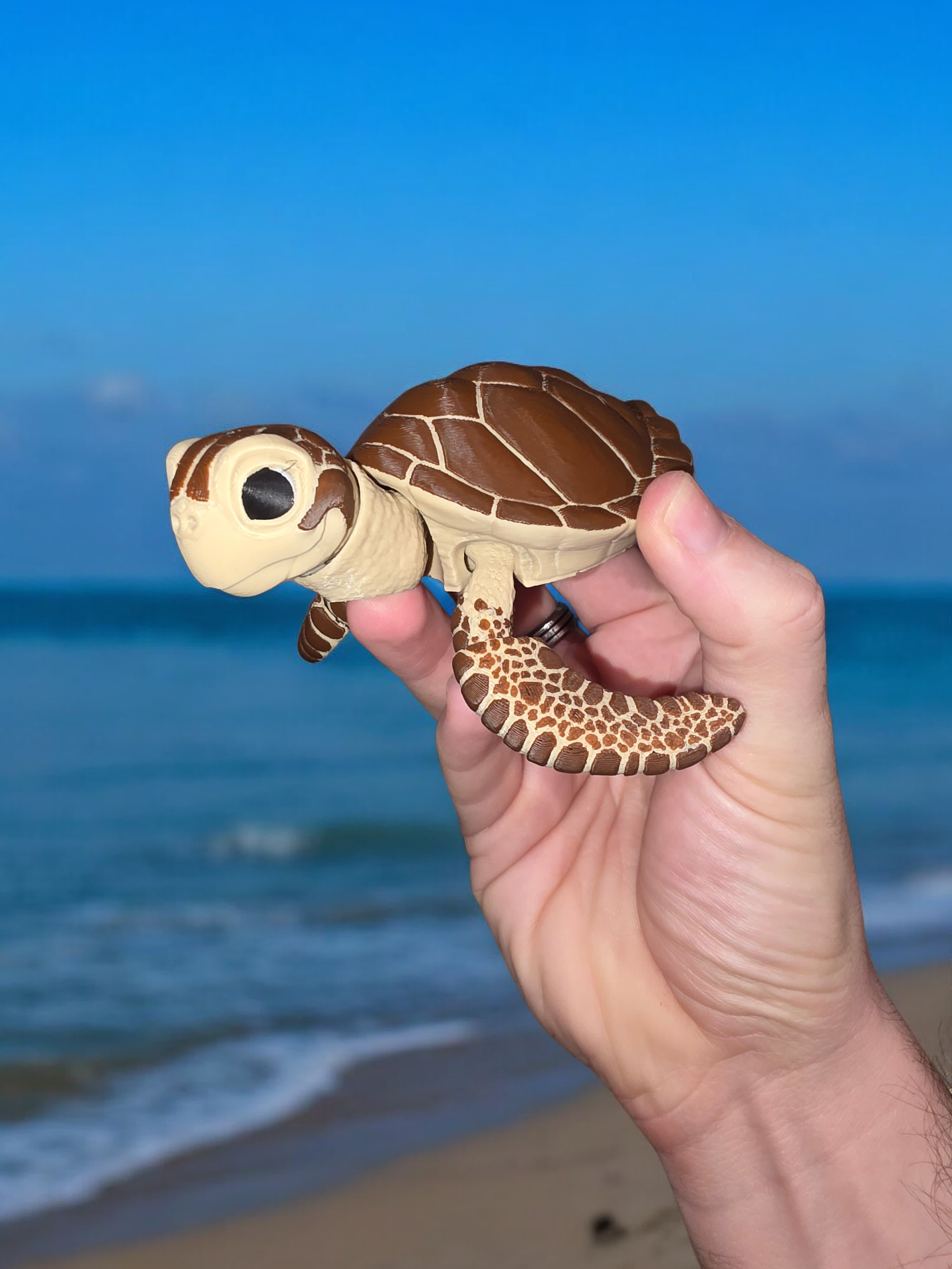 Sea Turtle